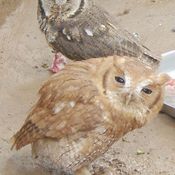 Tropical Screech-Owl